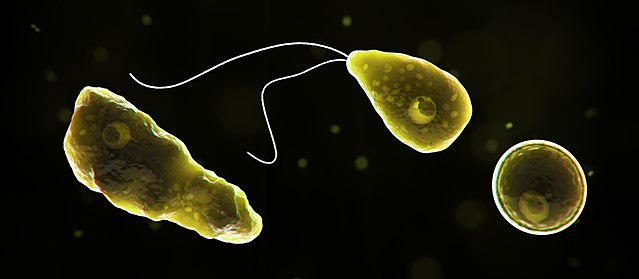 Brain-eating Amoeba Naegleria Fowleri - IAS Current Affairs